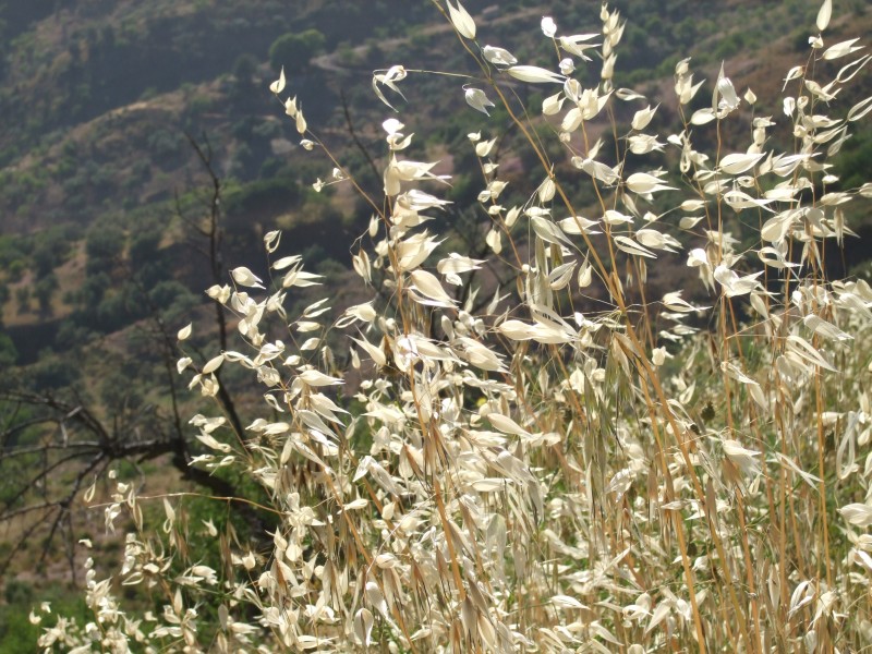 Anadalusien 2009 - 0494 
